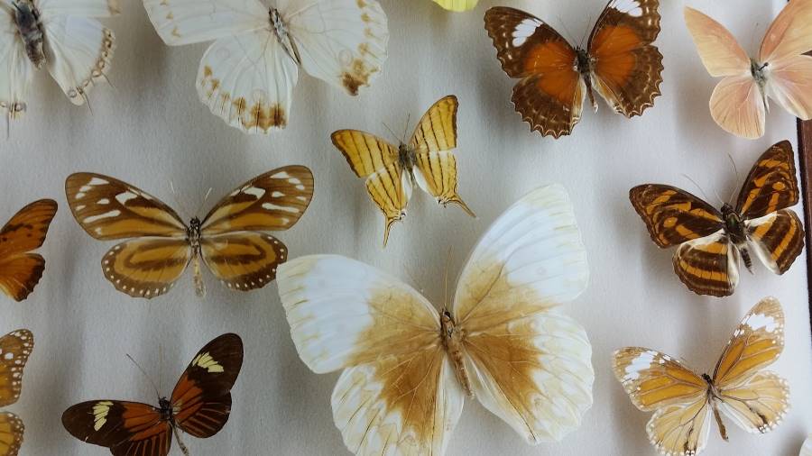 New_Orleans_Audubon_Insectarium_4