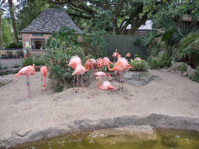 New_Orleans_Audubon_Park_4