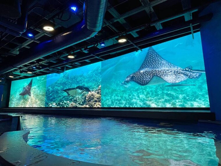 New_Orleans_Audubon_Aquarium_2