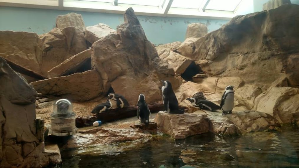 New_Orleans_Audubon_Aquarium_6