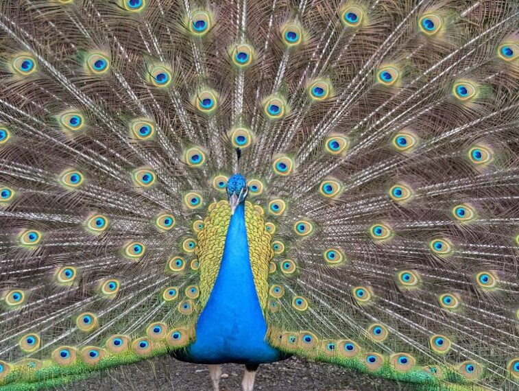 New_Orleans_Audubon_Park_8