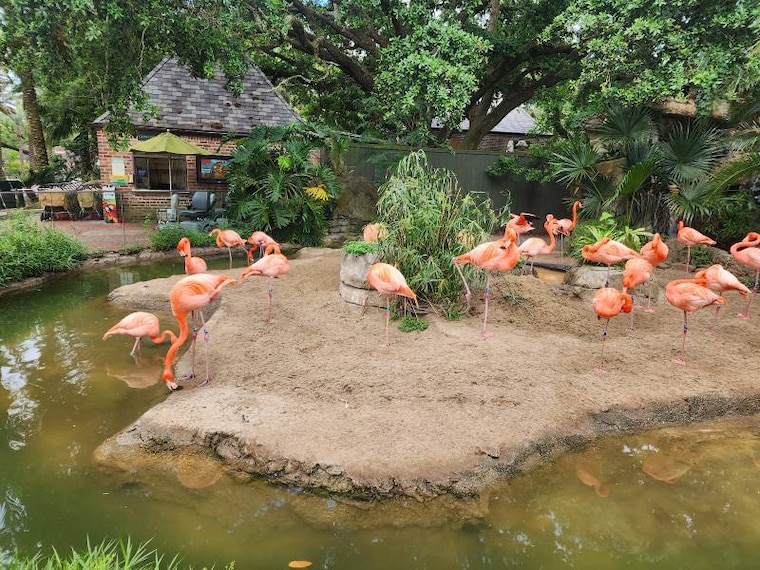 New_Orleans_Audubon_Zoo_4
