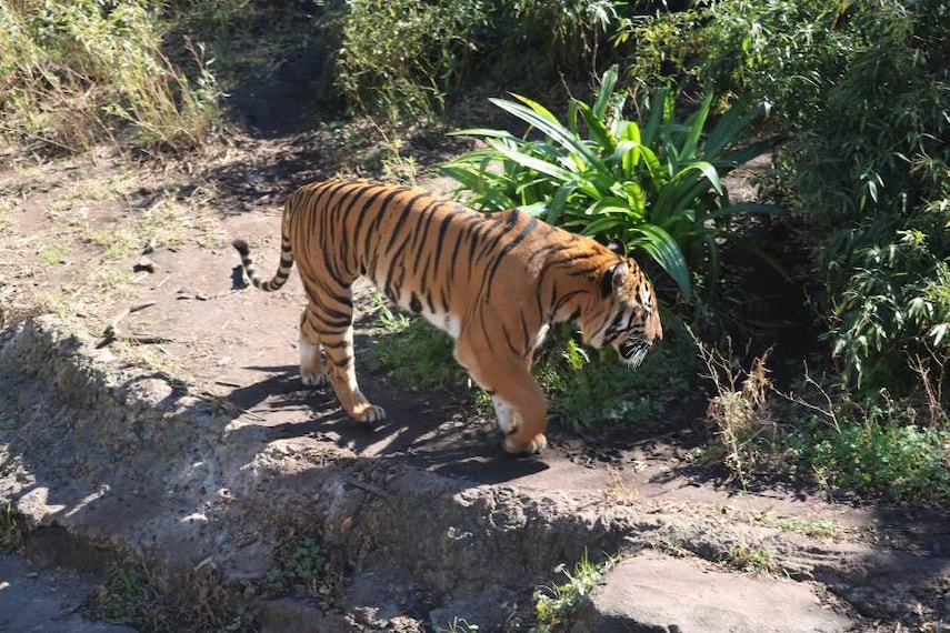 New_Orleans_Audubon_Zoo_8