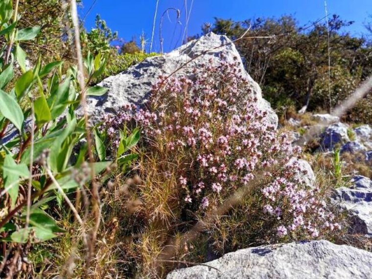 Nice_Parc_de_la_Grande_Corniche_5