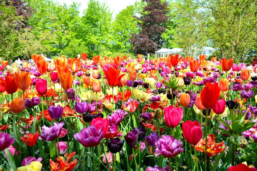 Amsterdam_Garden_of_Europe_9