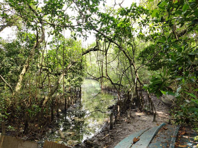 Kochi_Mangalavanam_Bird_Sanctuary_3