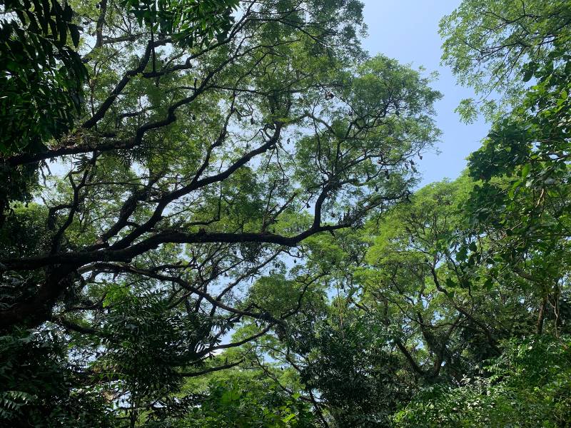 Kochi_Mangalavanam_Bird_Sanctuary_8