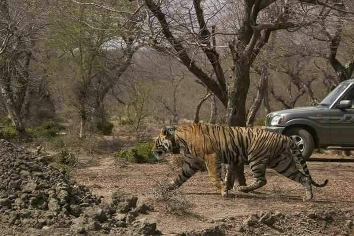 Kota_Darrah_Wildlife_Sanctuary_5