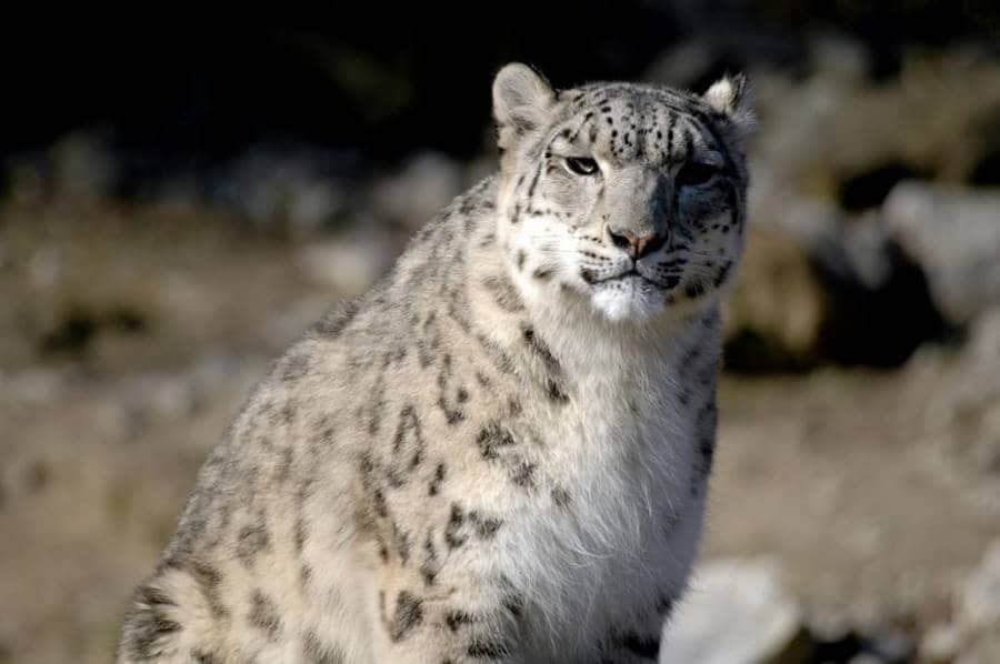 Spiti_Pin_Valley_National_Park_3
