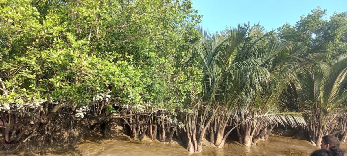Sunderbans_Mangrove_Forest_3