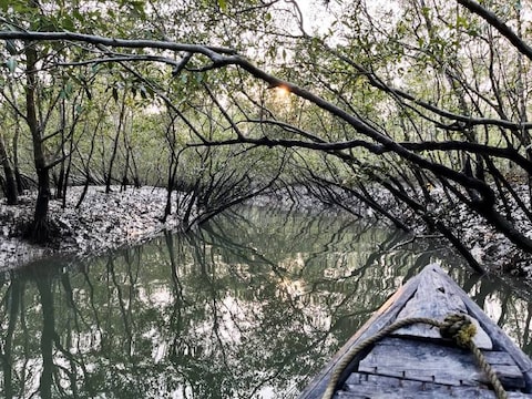 Mangrove Forest