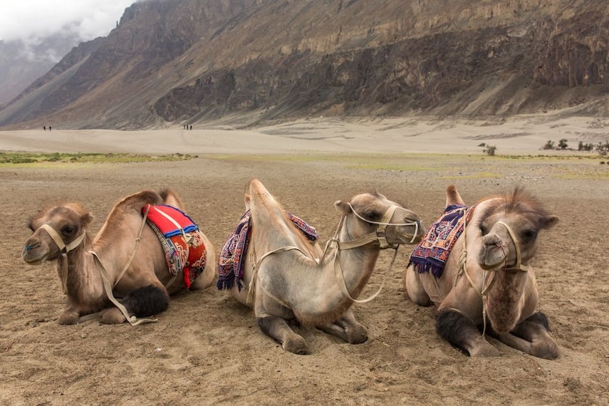 bactrian-camel-safari-nubra-valley-1