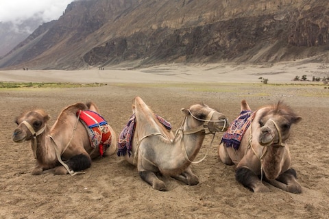 Bactrian Camel Safari