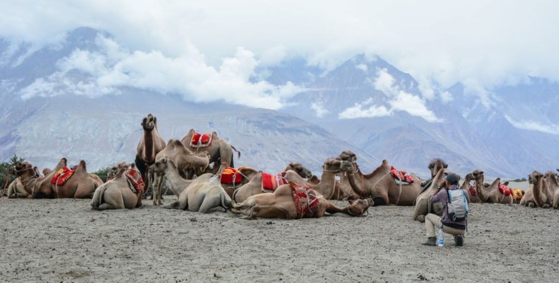 bactrian-camel-safari-nubra-valley-4