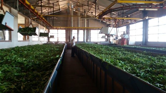 ooty_tea_museum_2