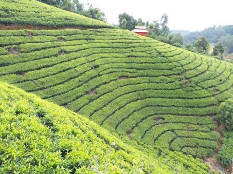 ooty_tea_museum_4