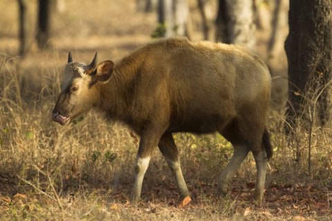 Satpura National Park