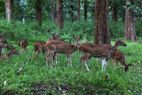 Spot Wildlife in Parambikulam Tiger Reserve