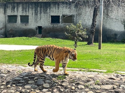 Chattbir Zoo