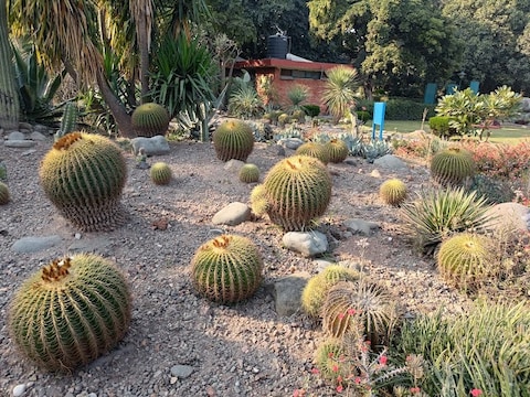 Cactus Garden