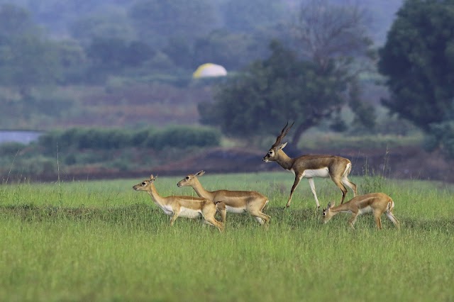 Nannaj_Great_Indian_Bustard_Sanctuary_3