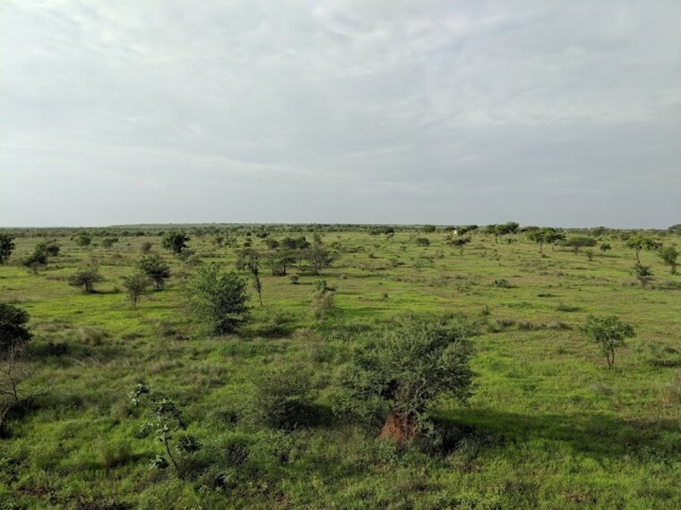 Nannaj_Great_Indian_Bustard_Sanctuary_2