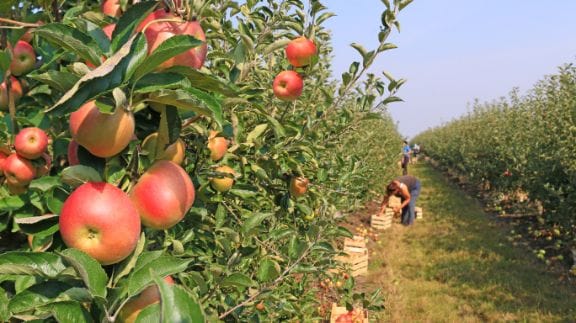 parwanoo_fruit_orchards