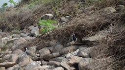 Sukhna Wildlife Sanctuary