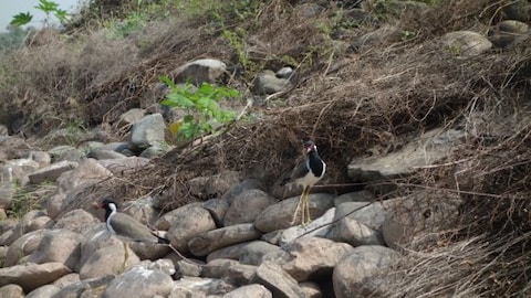 Sukhna Wildlife Sanctuary