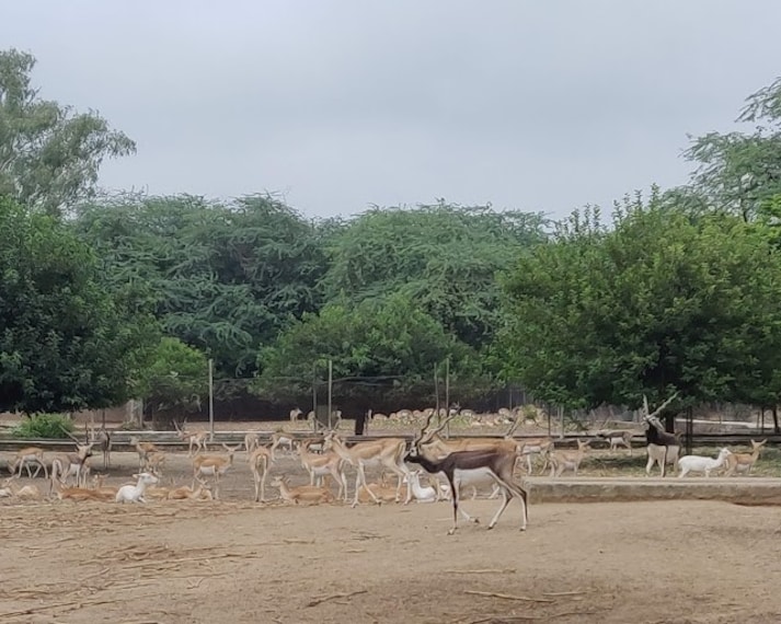 Bir_Moti_Bagh_Wildlife_Sanctuary_1