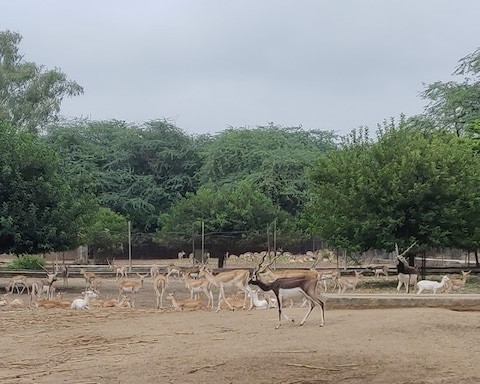 Bir Moti Bagh Wildlife Sanctuary