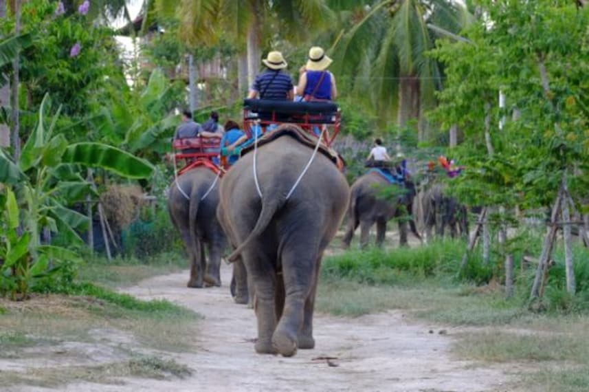 Pattaya Elephant Village Landscape Image
