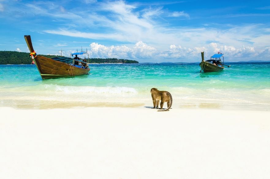 phi_phi_island_monkey_beach