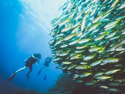Scuba Diving in the Andaman Sea