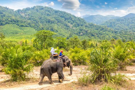 phuket_elephant_trekking_2
