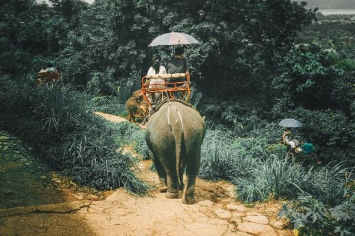 phuket_elephant_trekking_4