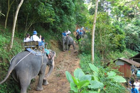 phuket_elephant_trekking_6