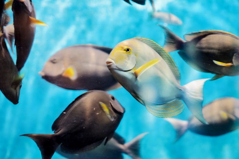 phuket_phuket_aquarium_2
