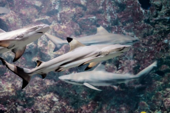 phuket_phuket_aquarium_5