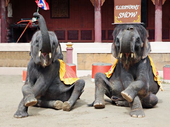 phuket_phuket_zoo_1