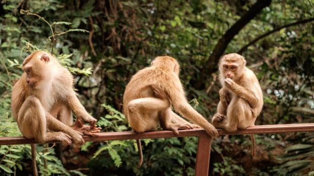 phuket_phuket_zoo_4