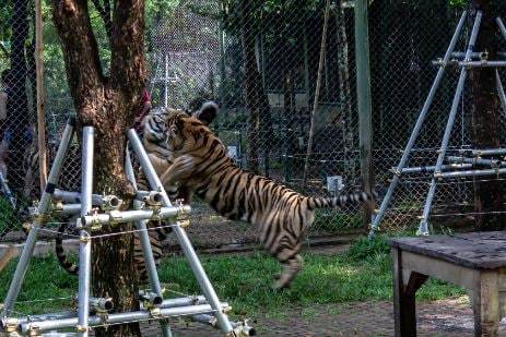 phuket_tiger_kingdom_3