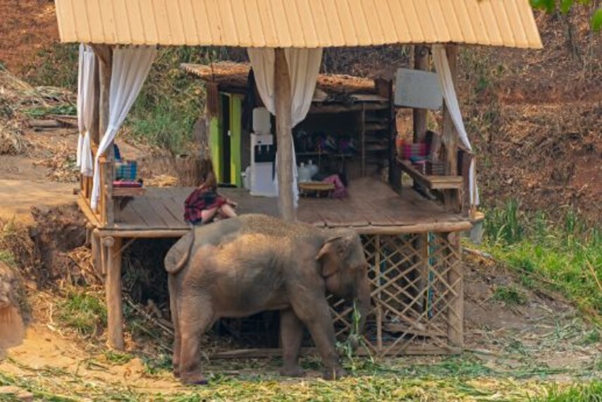 phuket_elephant_trekking_1