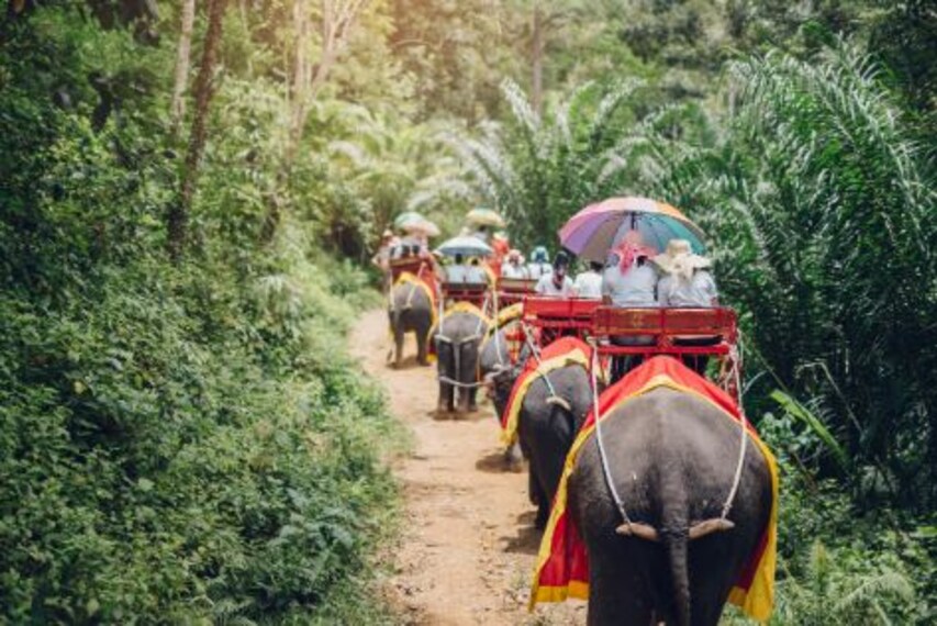 Phuket Elephant Trekking Landscape Image