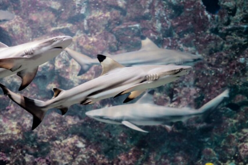 phuket_phuket_aquarium_5