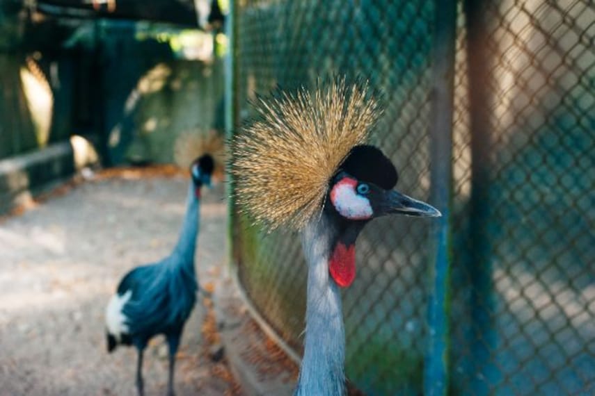 phuket_phuket_zoo_5