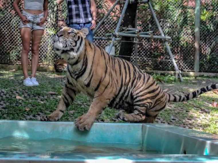 phuket_tiger_kingdom_1