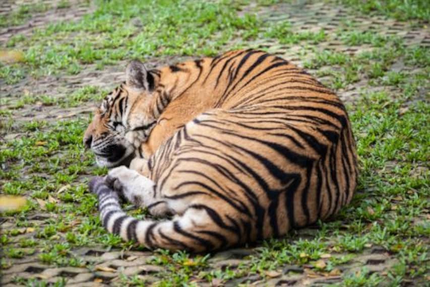 phuket_tiger_kingdom_2