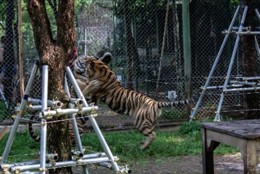 phuket_tiger_kingdom_3