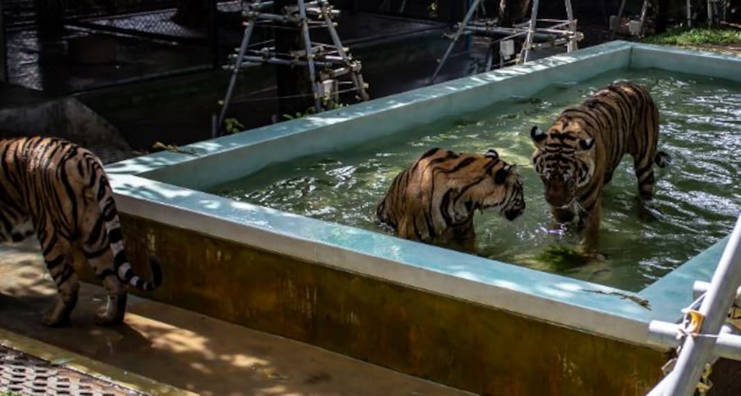 phuket_tiger_kingdom_5